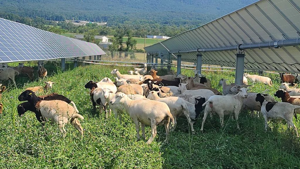 Sheep graze among the solar panels powering Penn State